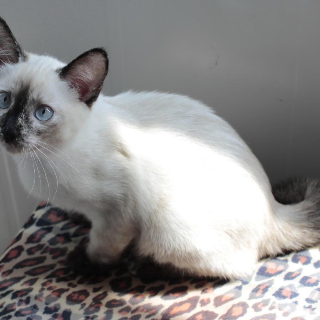 Забавный котенок меконгский бобтейл