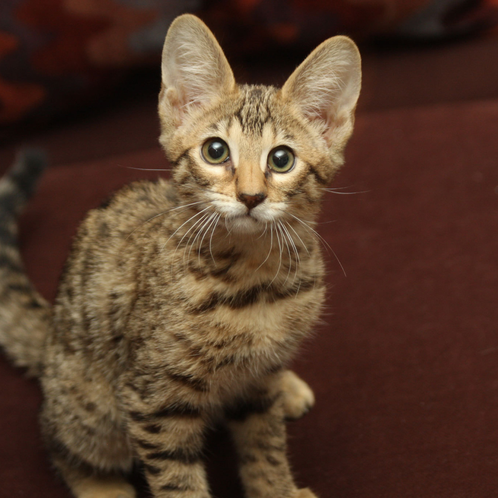 Забавный котенок саванна