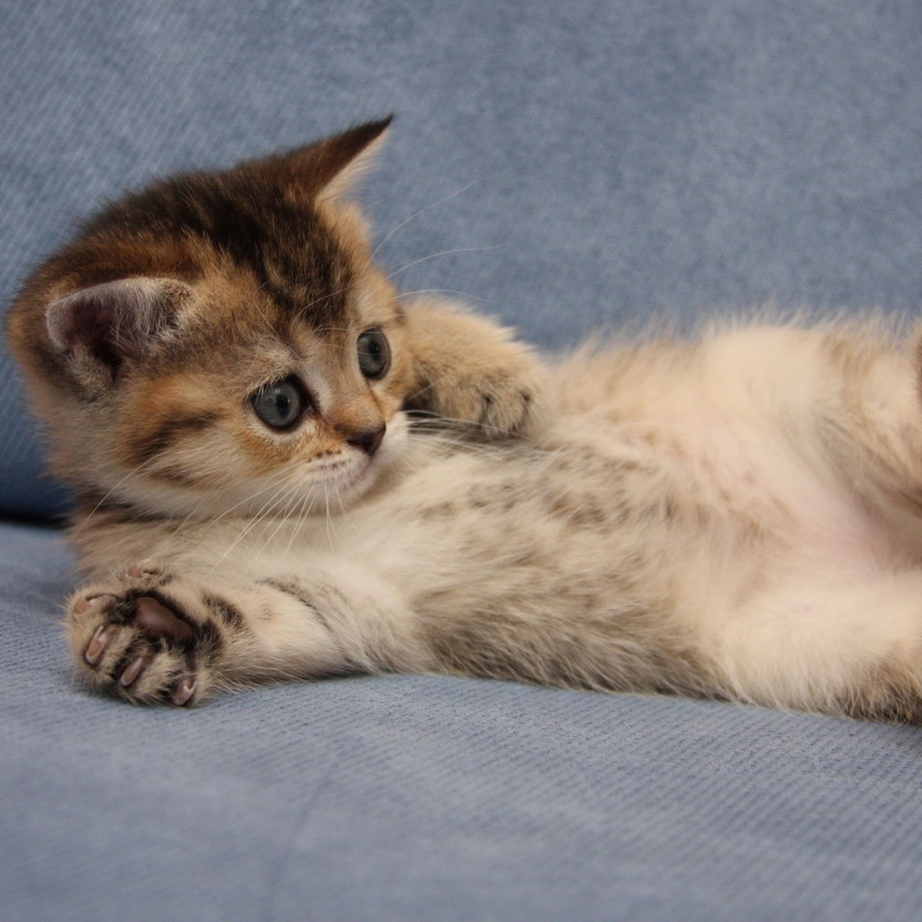 Забавный котенок турецкий ван