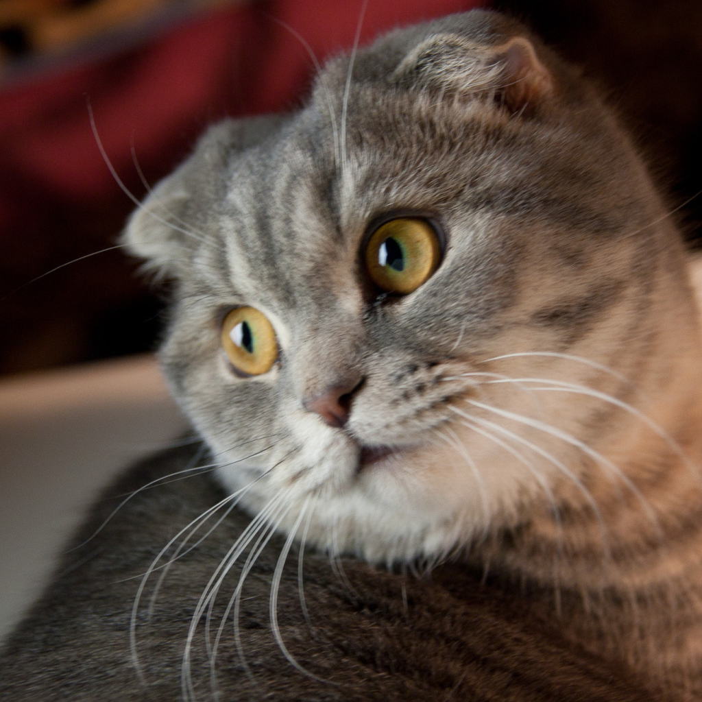 Забавная шотландская кошка