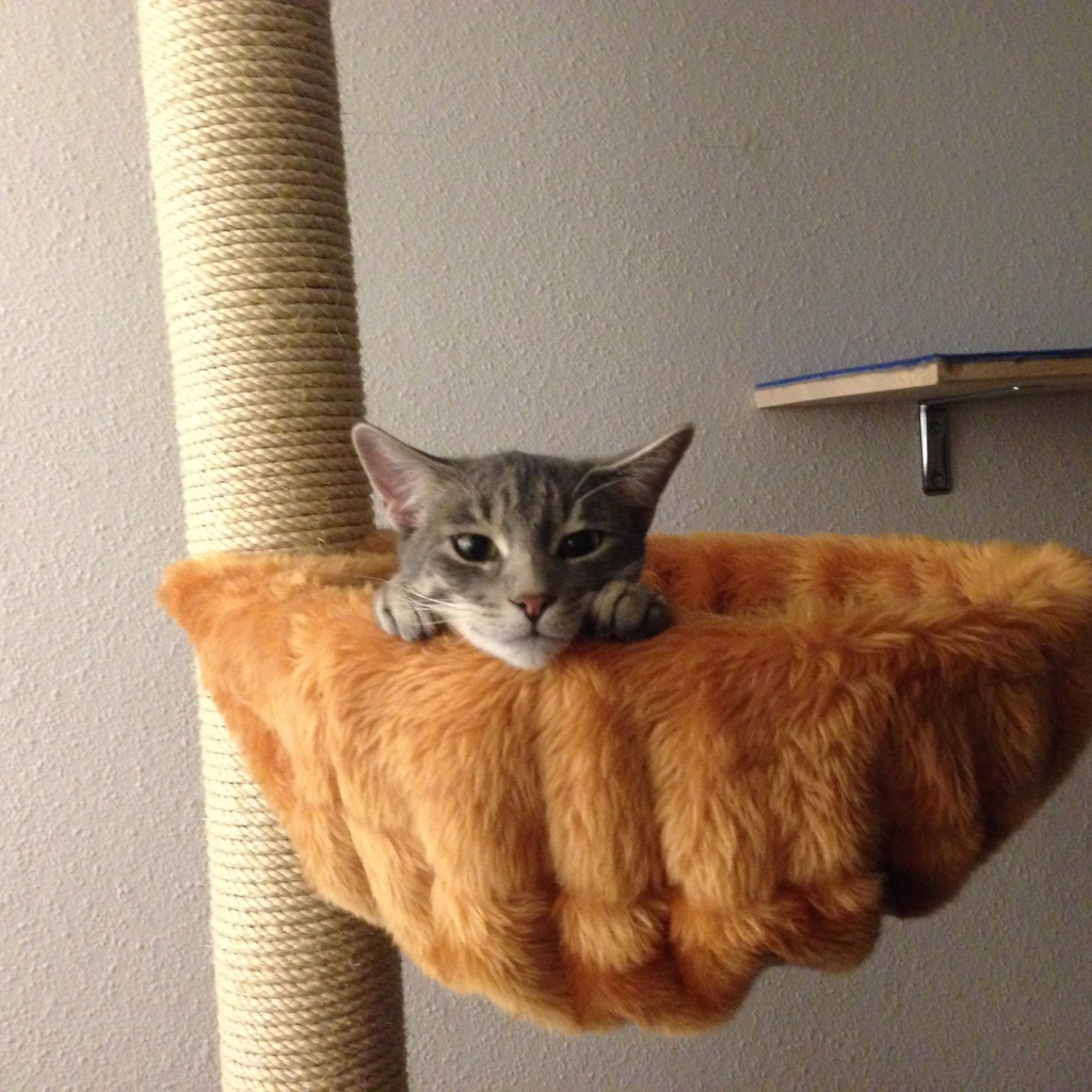 Немецкий рекс в корзине