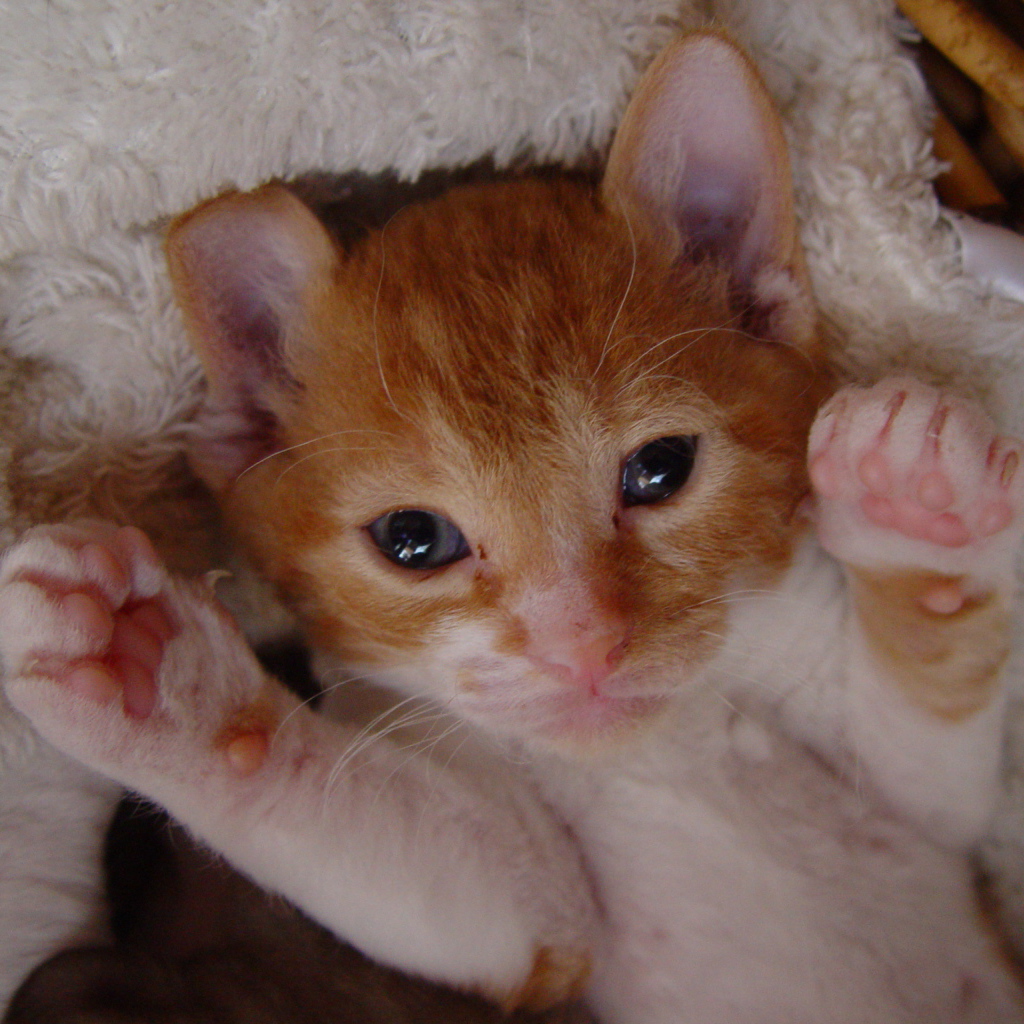 Котенок немецкий рекс