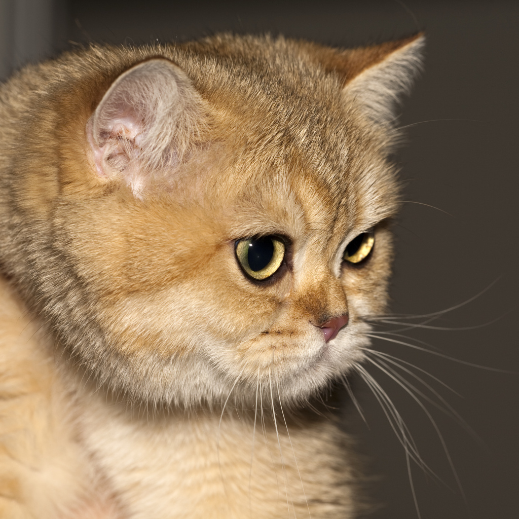 Рыжая британская короткошерстная кошка