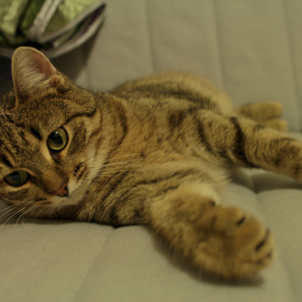 Рыжая европейская короткошерстная кошка