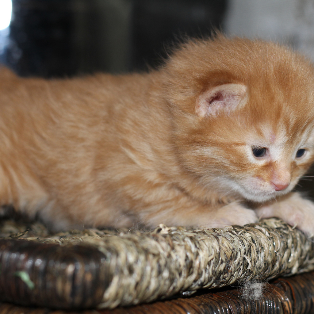 Рыжий котенок американский бобтейл