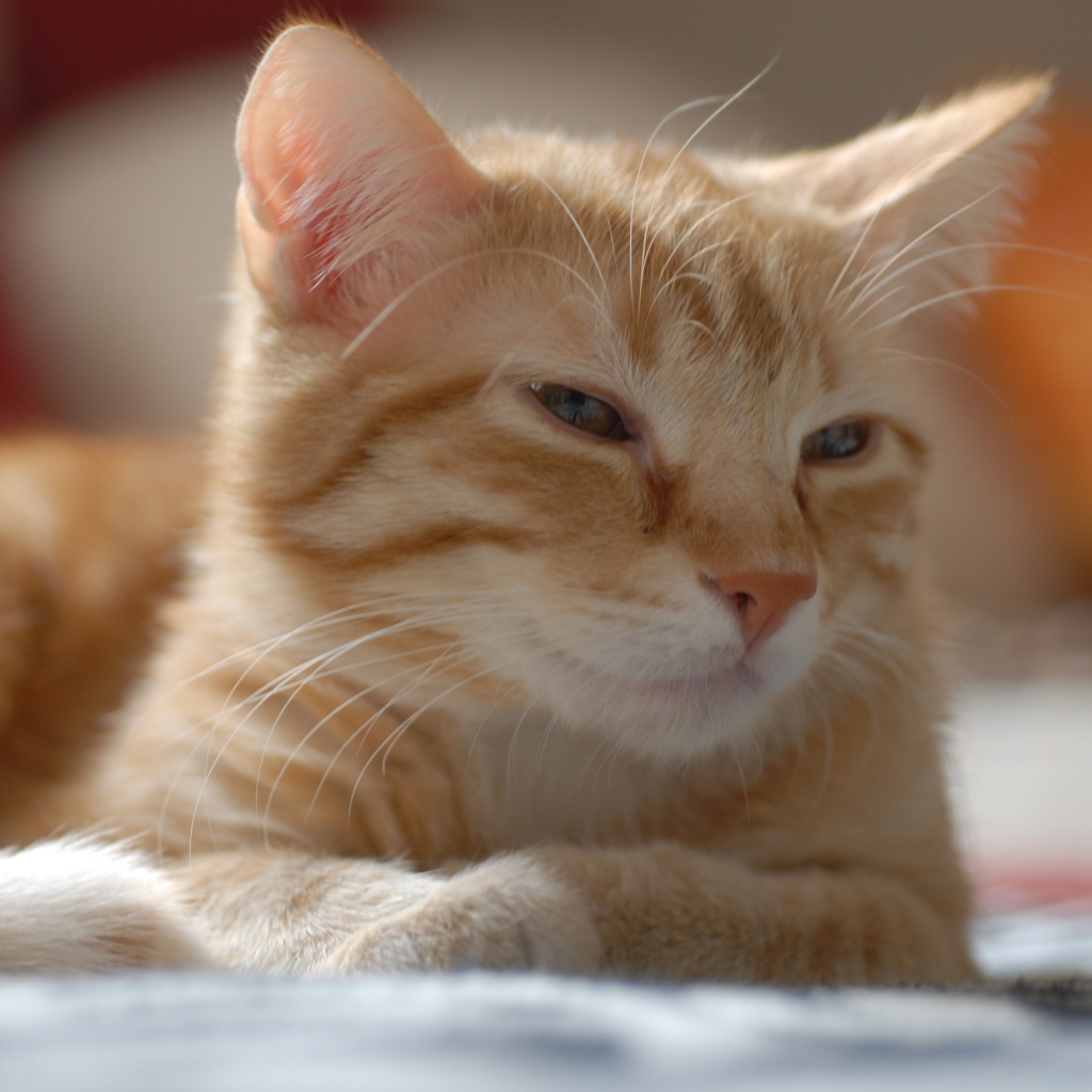 Рыжий котенок европейской короткошерстной кошки