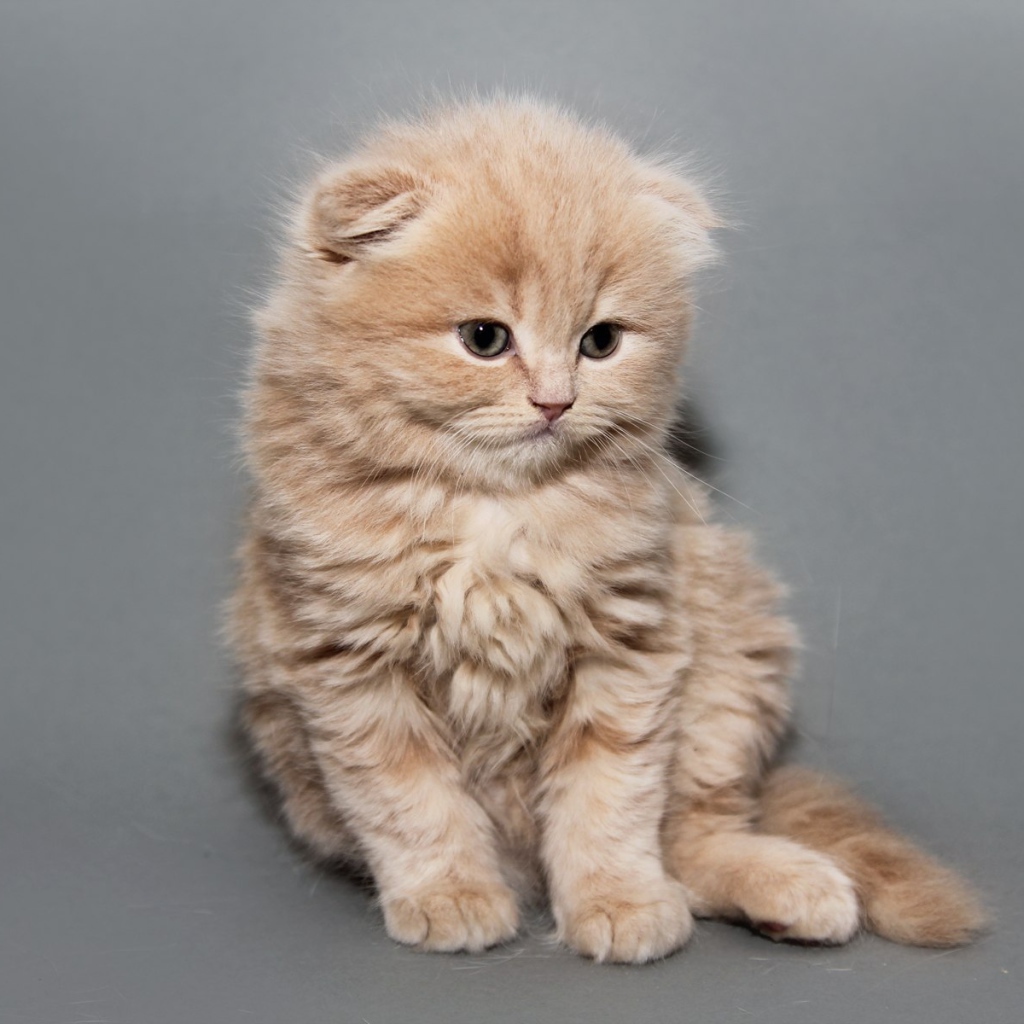 Рыжий котенок шотландской кошки