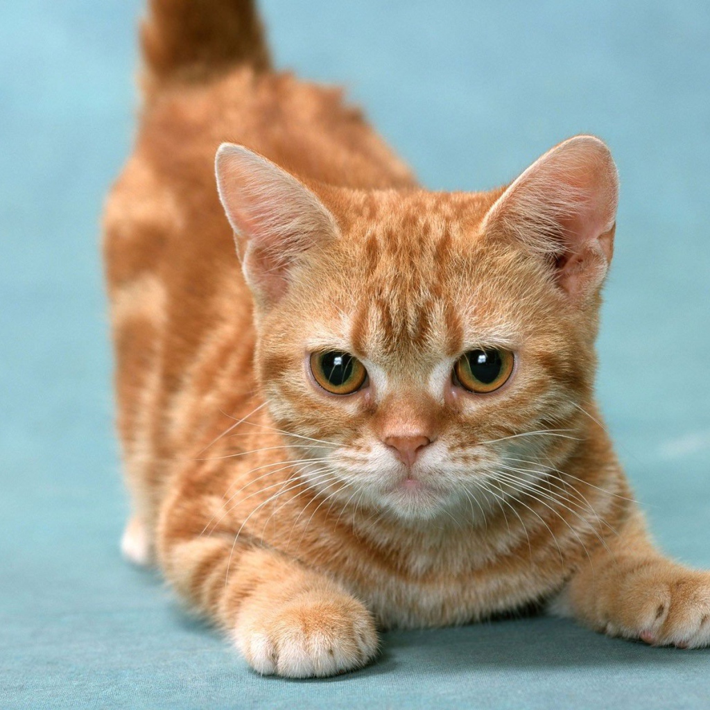 Рыжий котенок манчкин