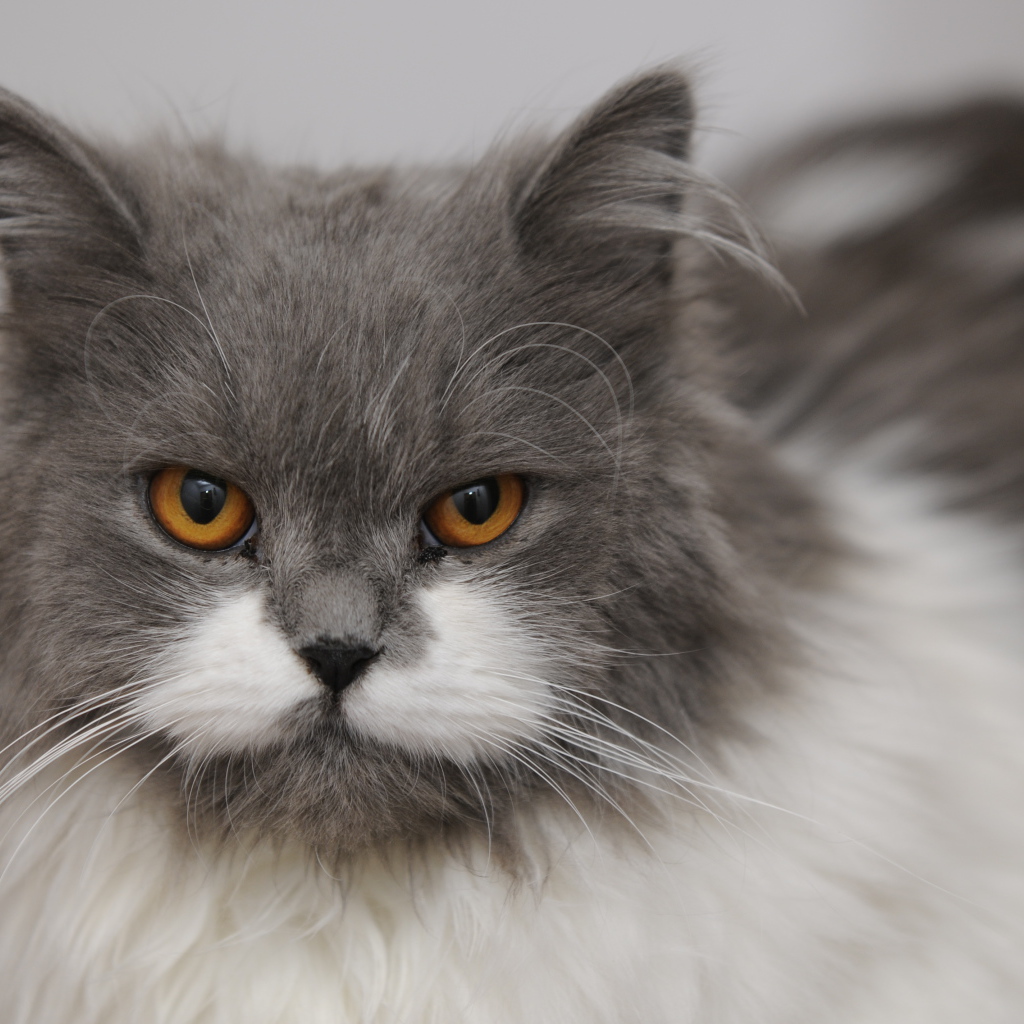 Хмурая британская длинношерстная кошка