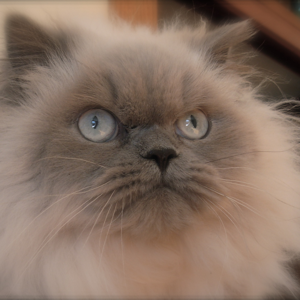 Хмурая гималайская кошка