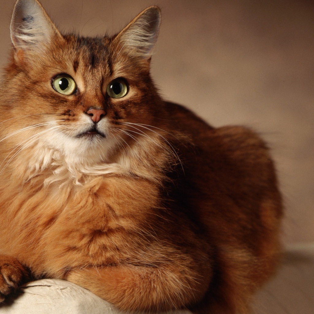 Великолепный сомалийский кот