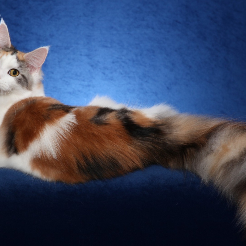 Bеликолепная кошка с роскошным хвостом