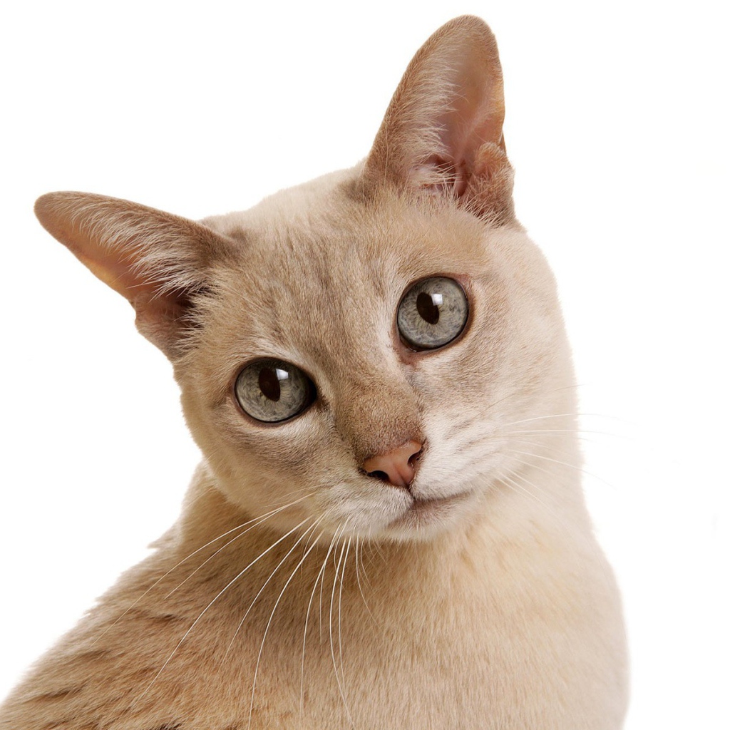 Сероглазая тонкинская кошка