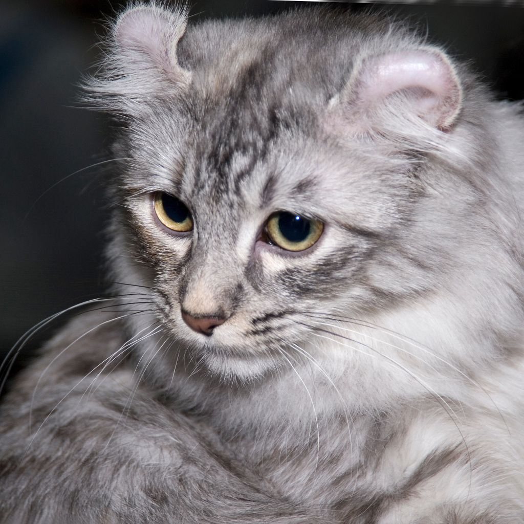 Серый американский керл