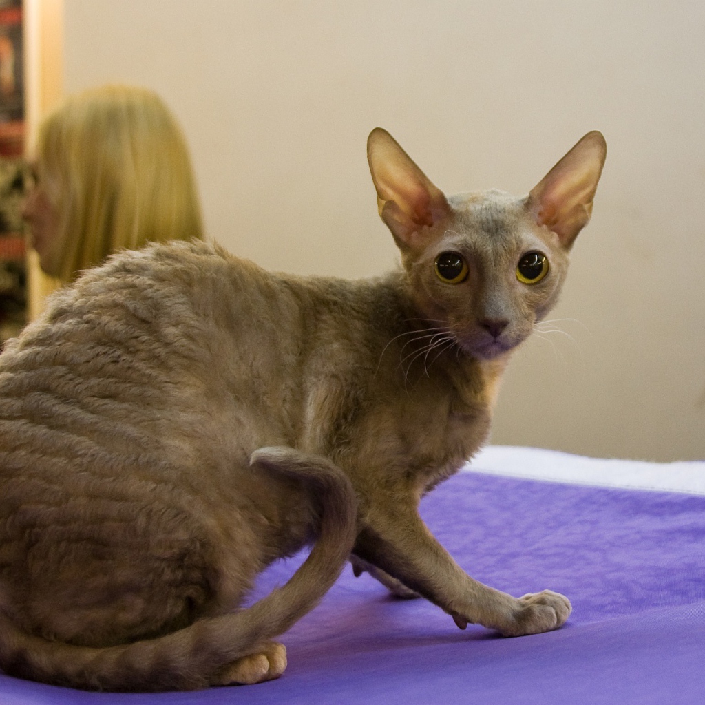 Серый корниш рекс