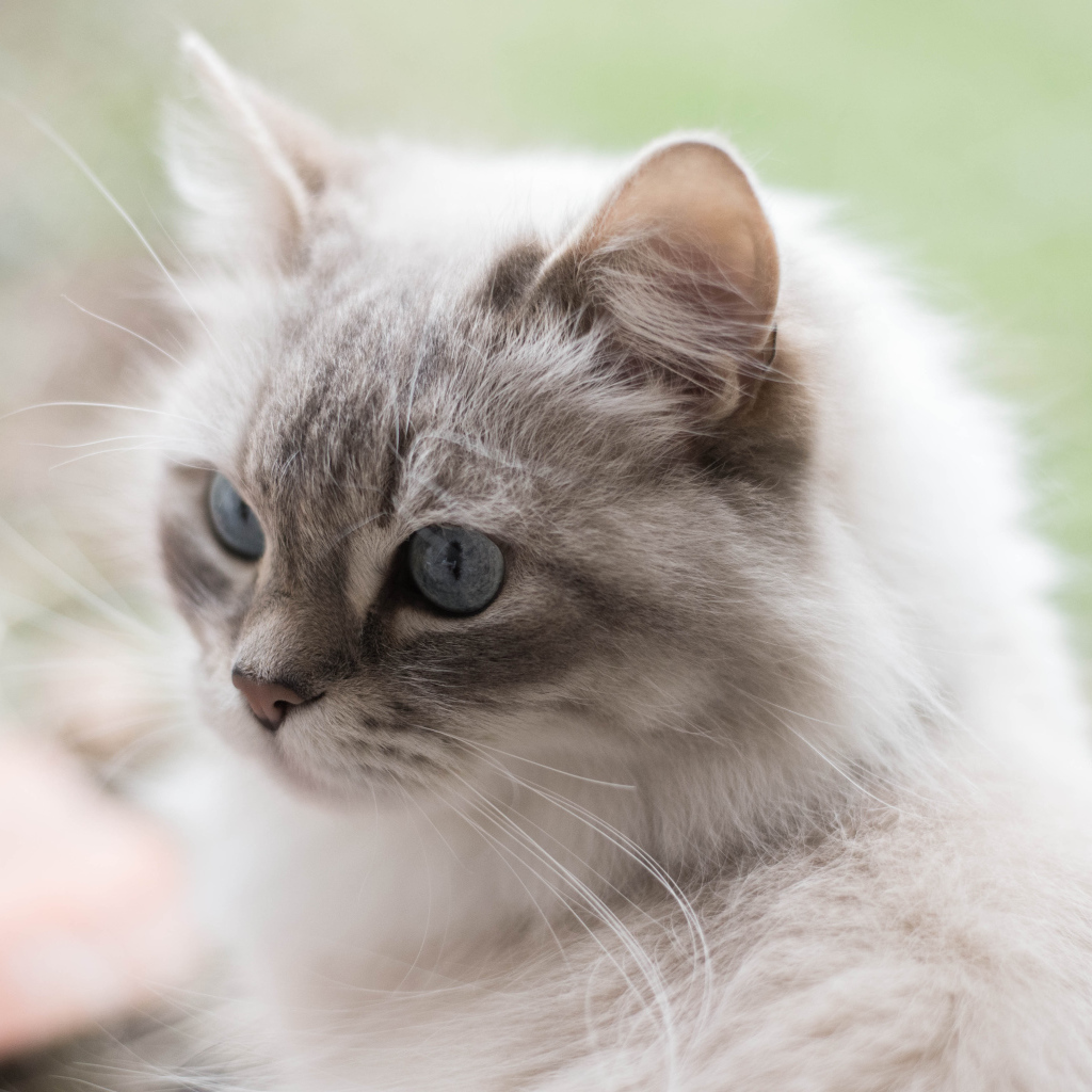 Серый кот рэгдолл