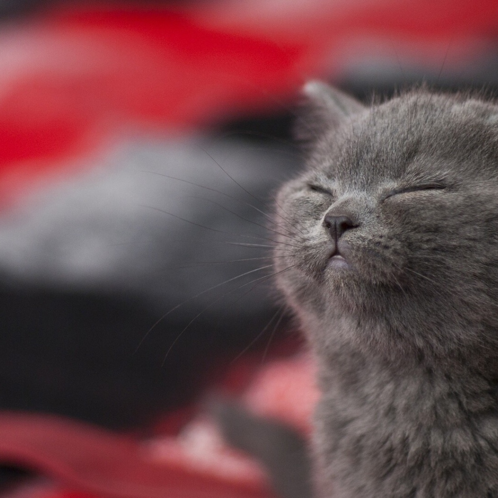 Серый котенок