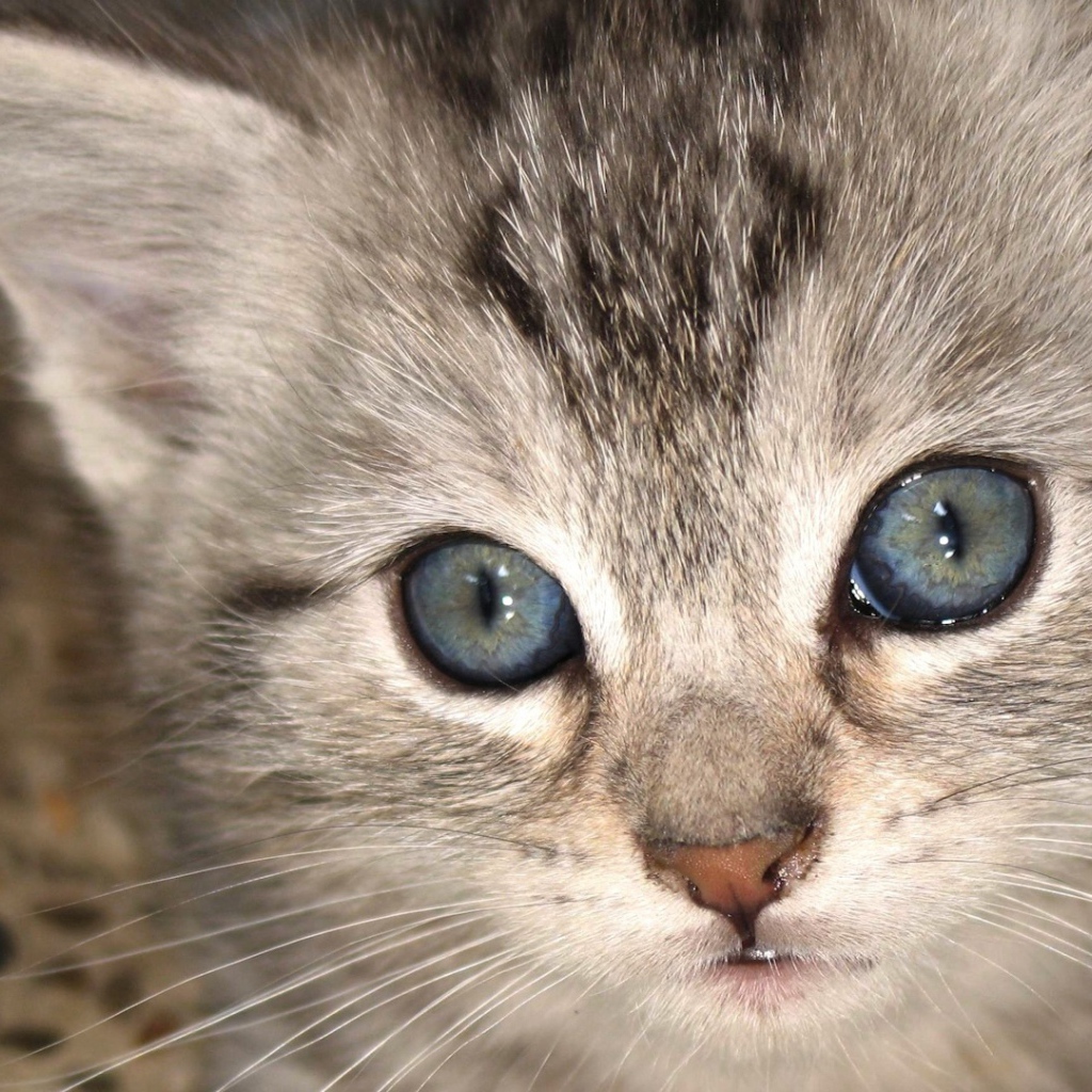 Серый котенок охос азулес