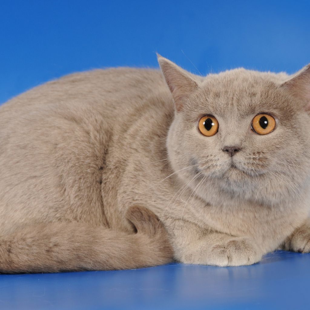 Серая шотландская кошка