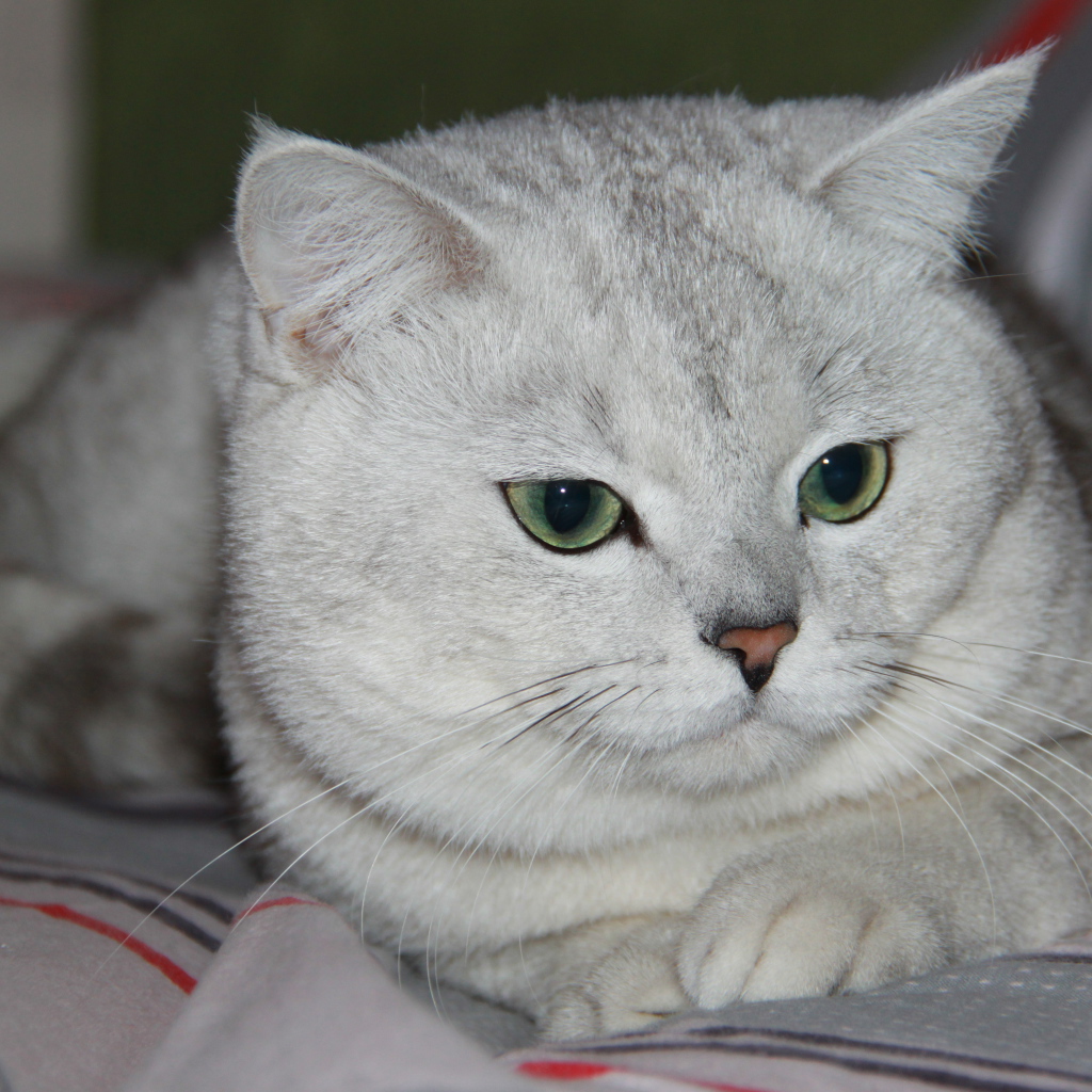 Зеленоглазая британская короткошерстная кошка