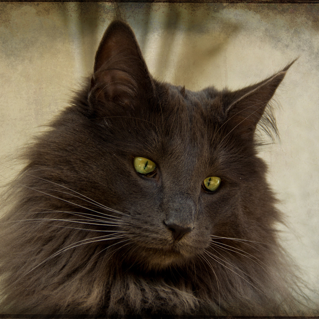 Зеленоглазая норвежская лесная кошка