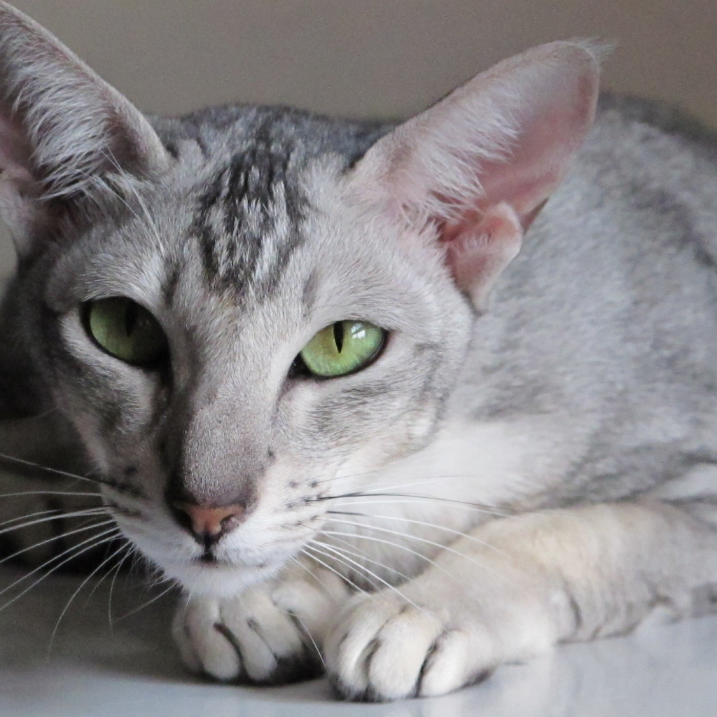 Зеленоглазая ориентальная короткошерстная кошка