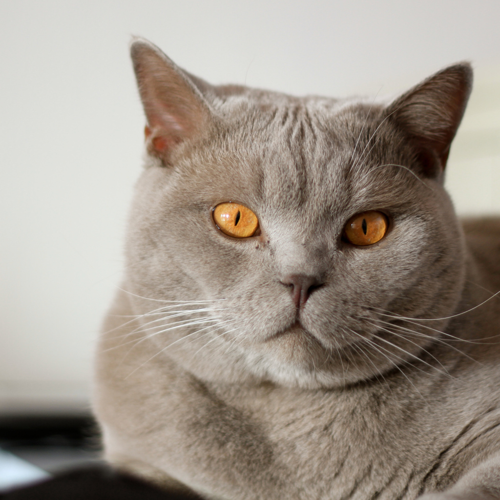 Серая британская короткошерстная кошка