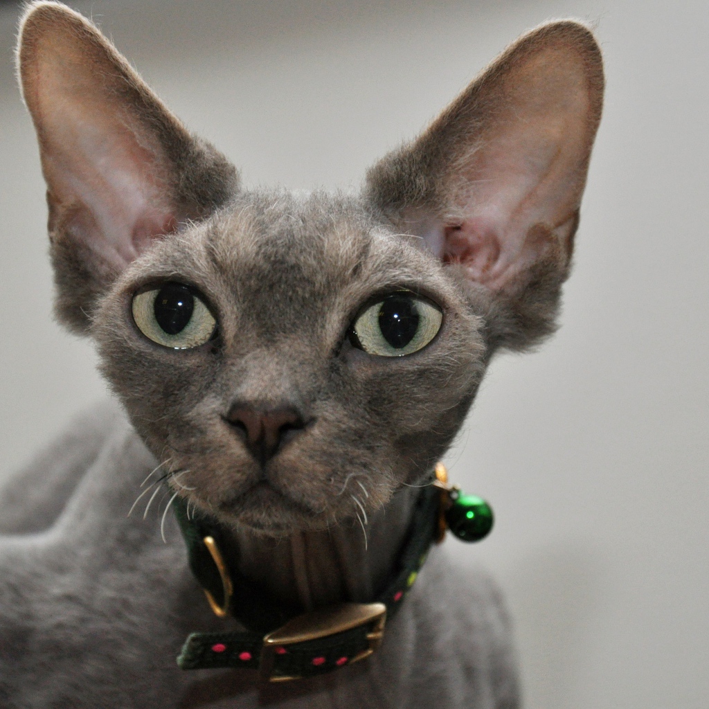 Серый девон-рекс