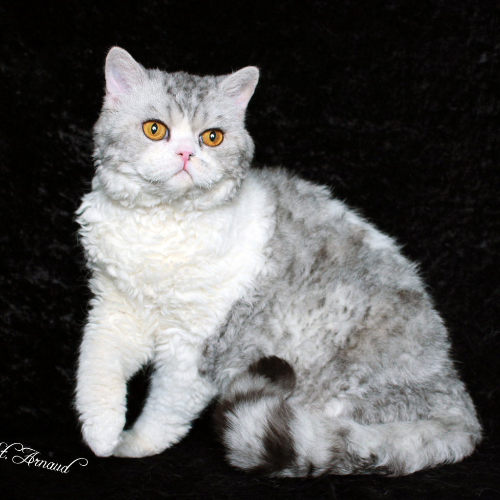 Серый селкирк рекс