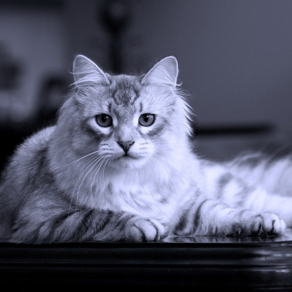 Серый кот на черном столе