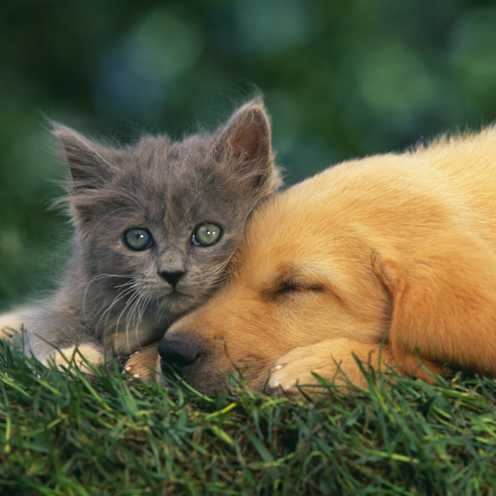 Серый котенок с собакой