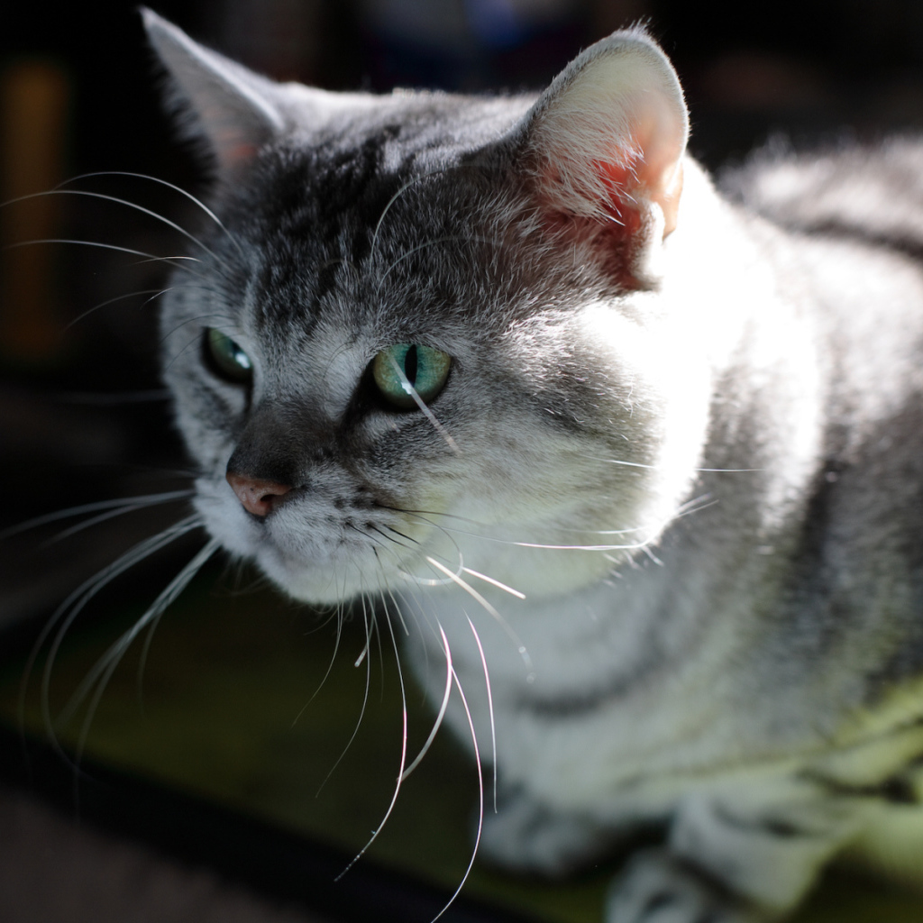 Серый усатый кот