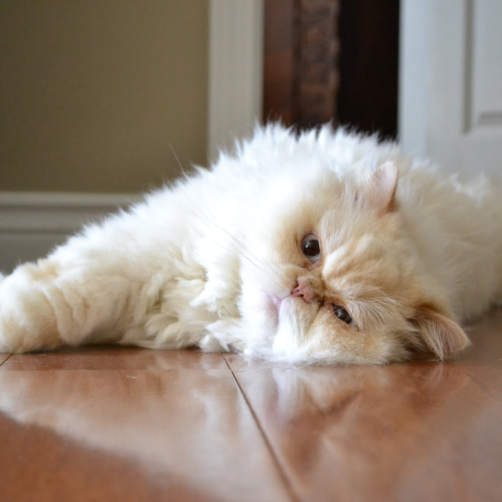 Гималайская кошка лежит на полу