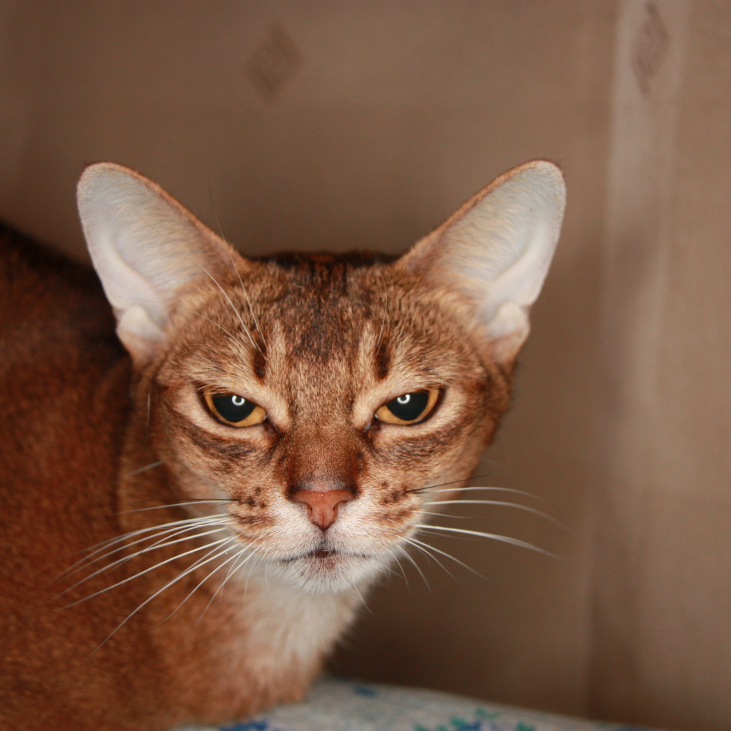 Домашняя абиссинская кошка