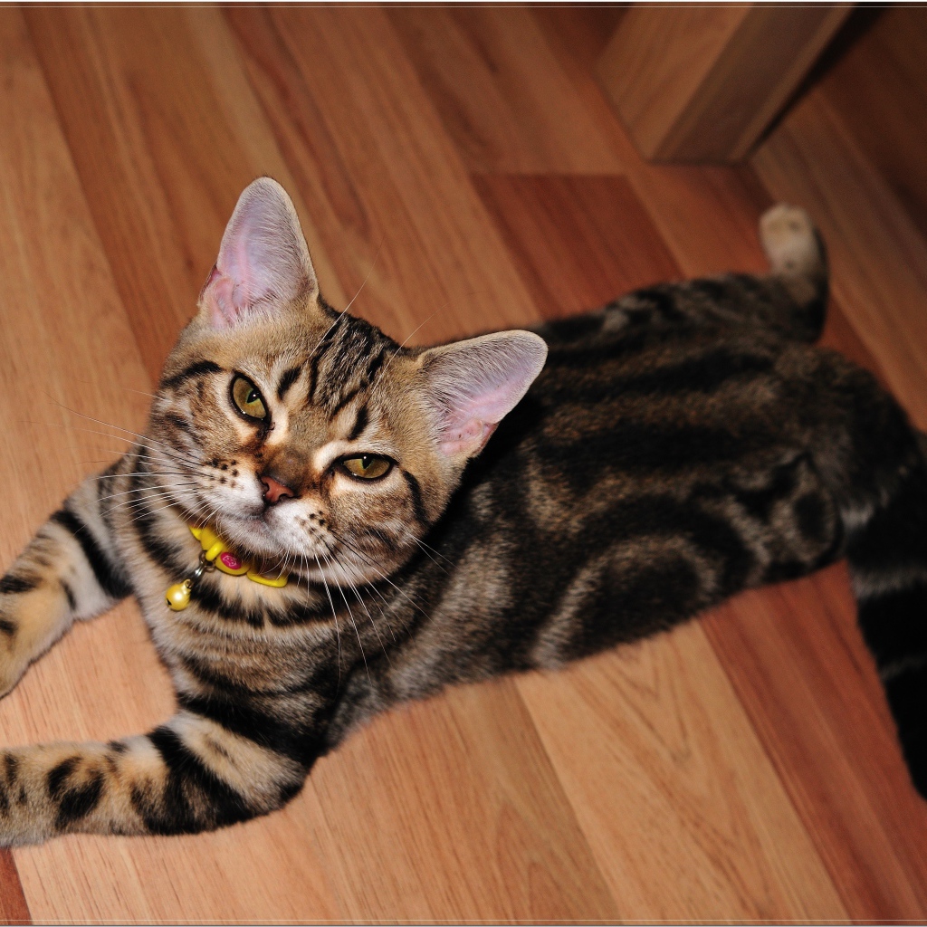 Домашняя американская короткошерстная кошка