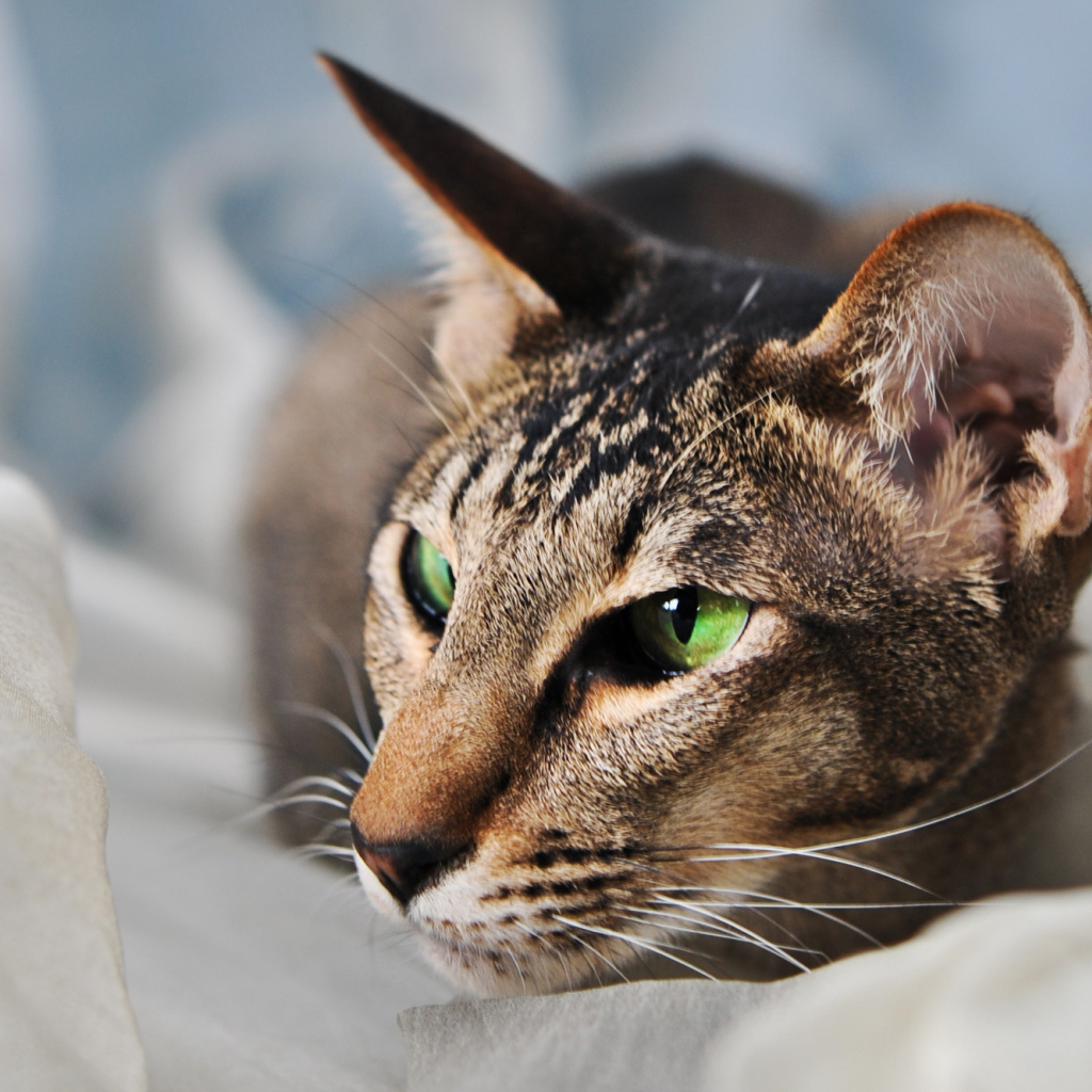 Домашняя ориентальная короткошерстная кошка