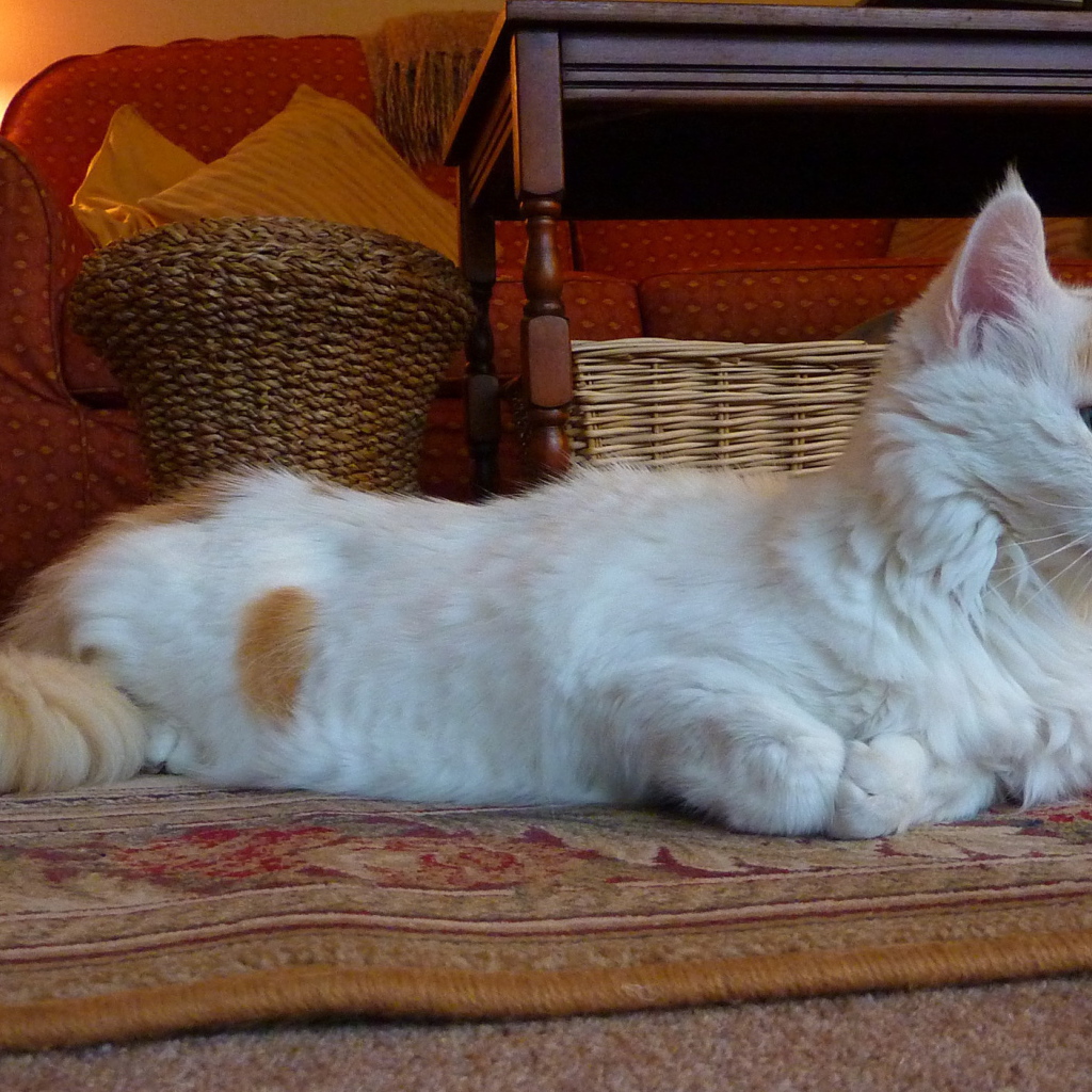 Домашний турецкий ван