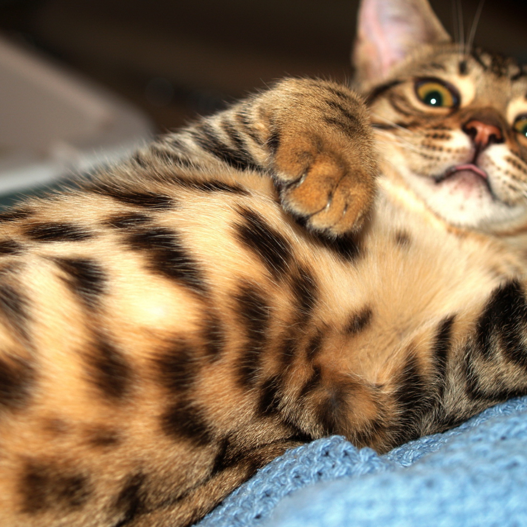 Домашний леопард