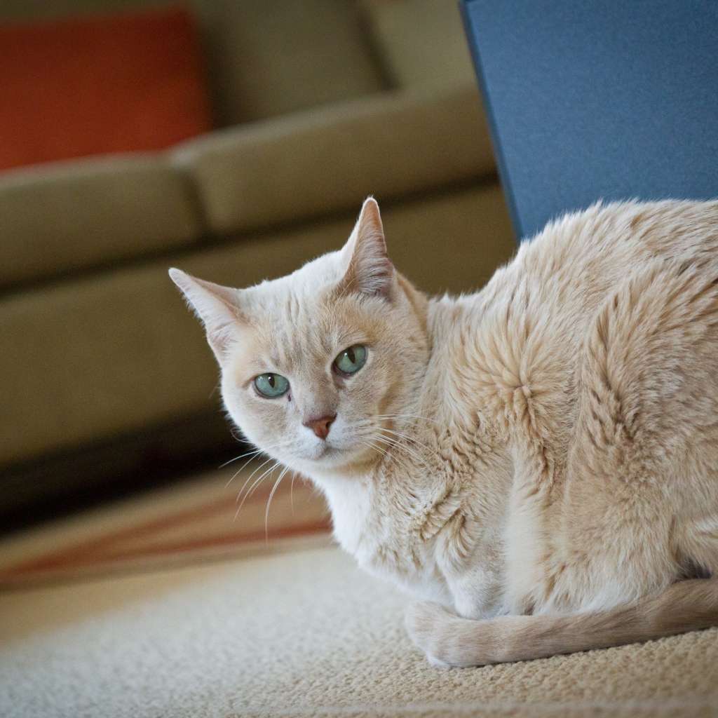 Домашний кот австралийский мист