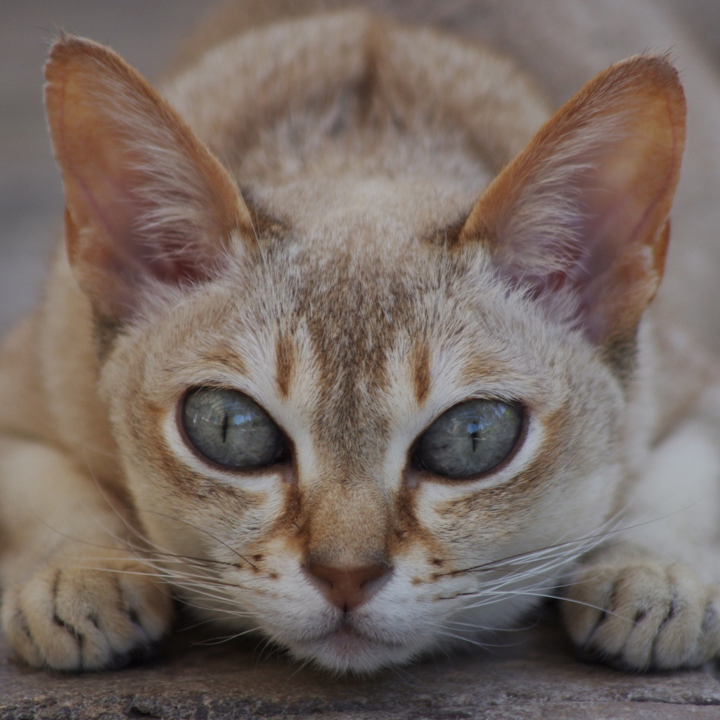 Охотник сингапурская кошка