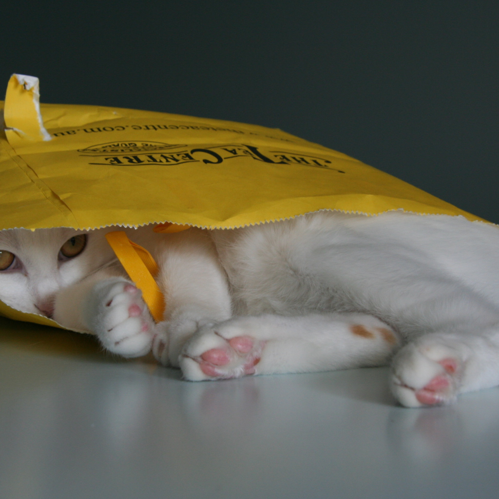 Японский бобтейл в пакете