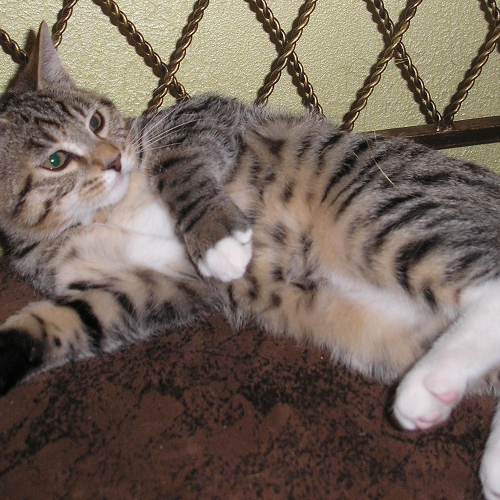 Японский бобтейл лежит