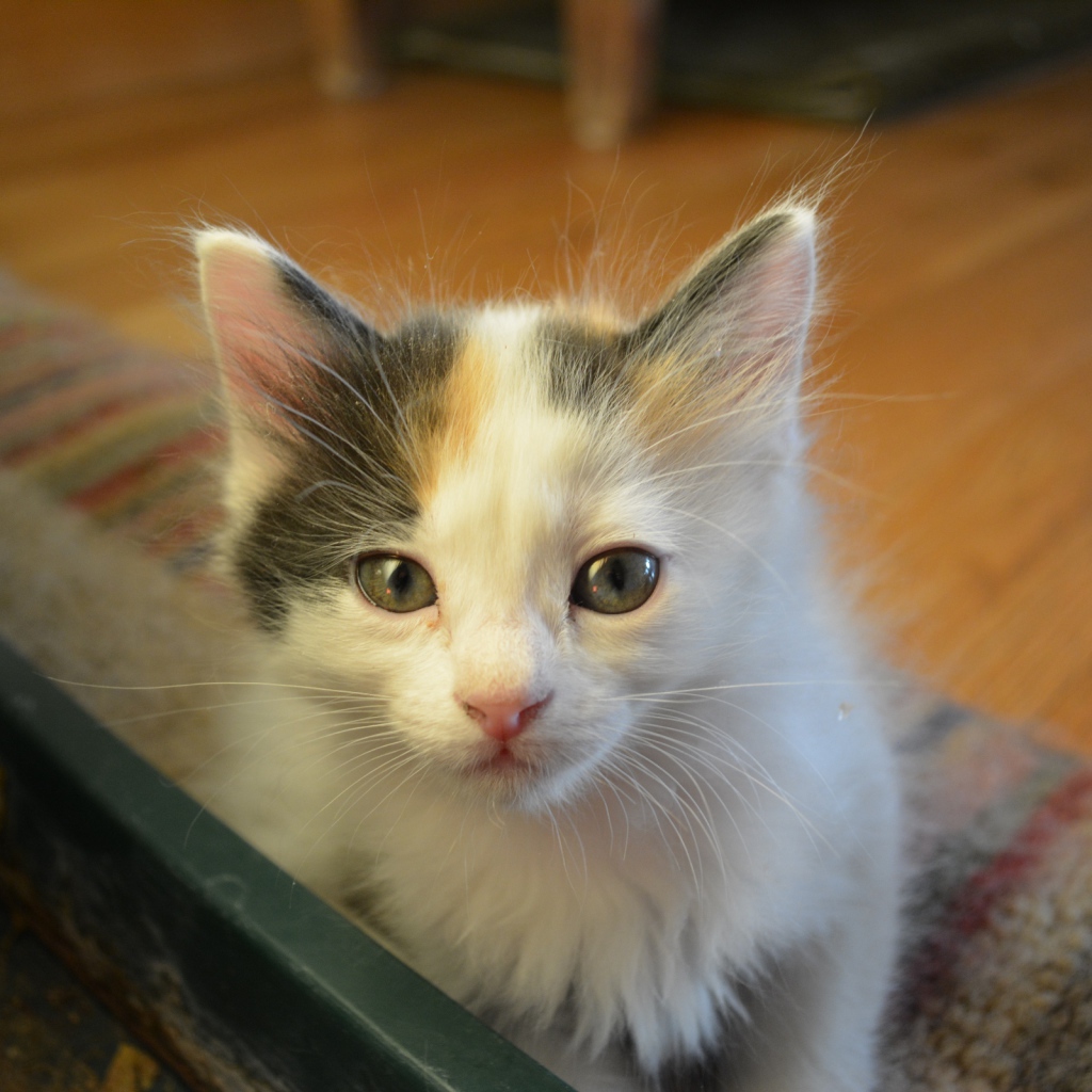 Котенок японского бобтейла