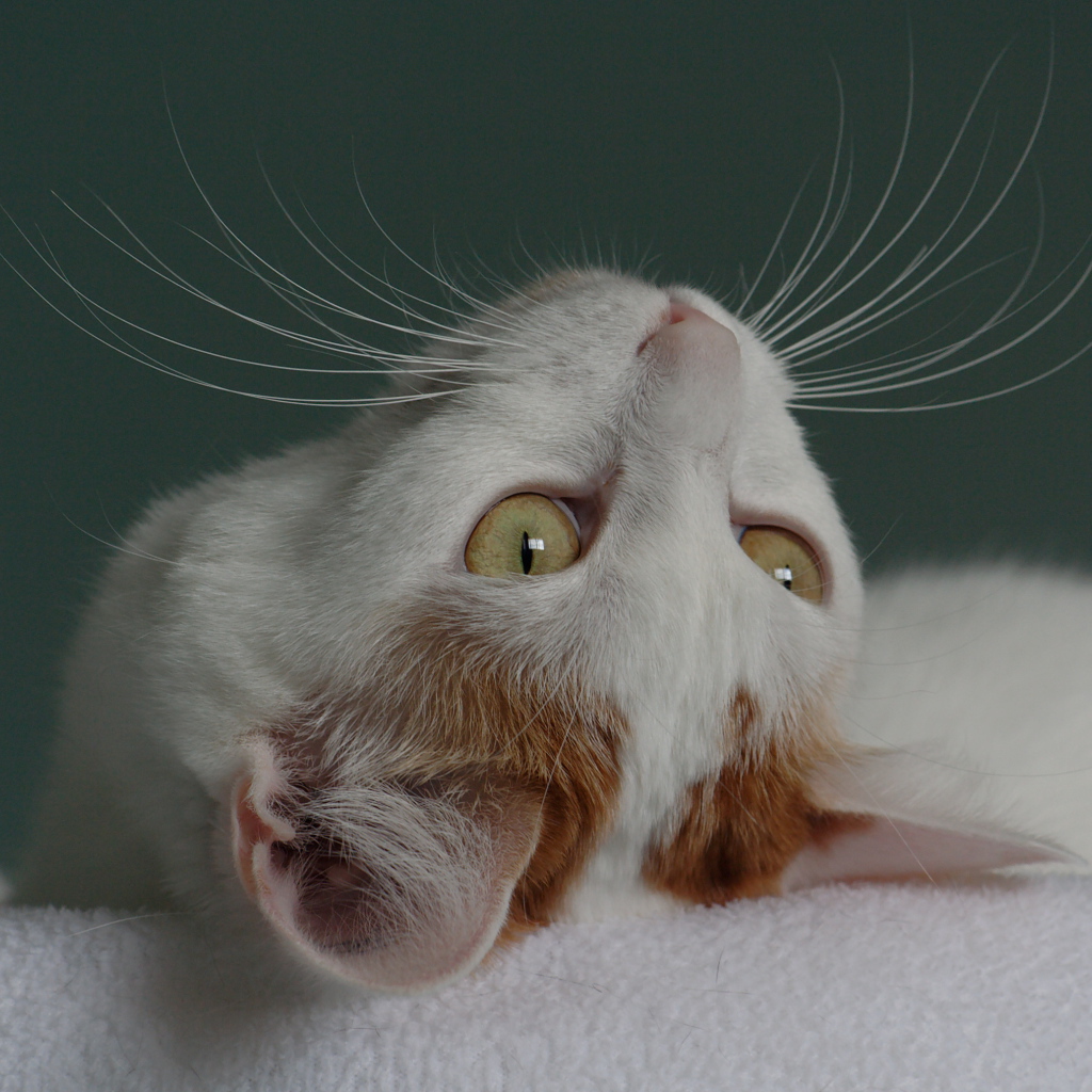 Японский бобтейл смотрит вверх