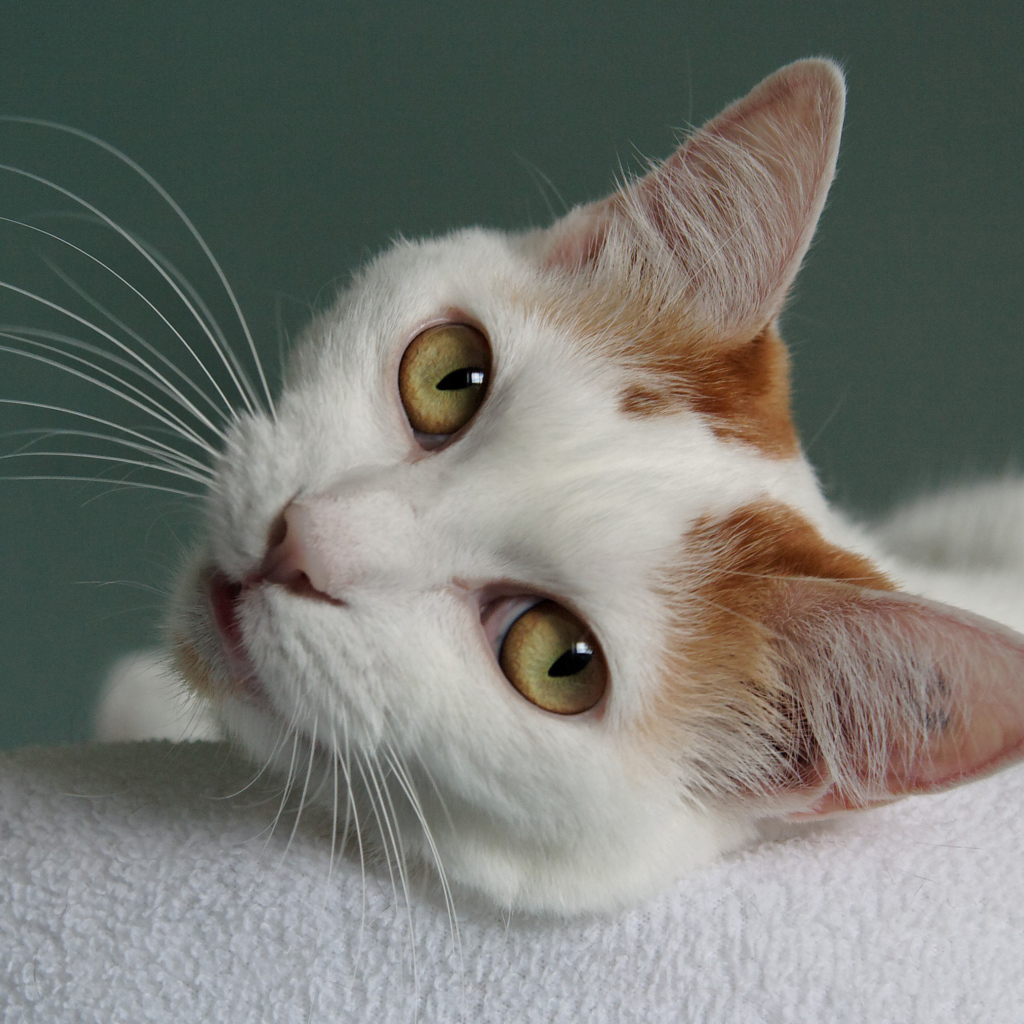 Глаза кота японский бобтейл