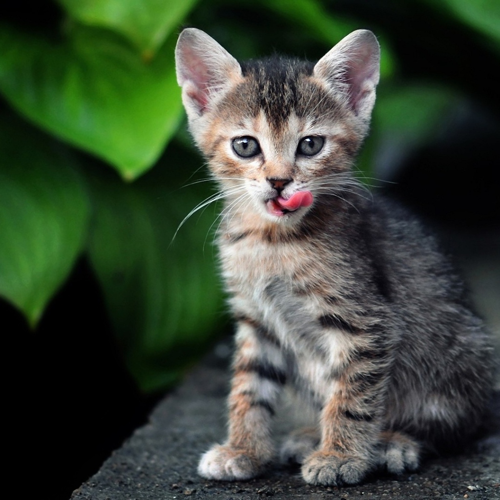 Котенок европейской короткошерстной кошки