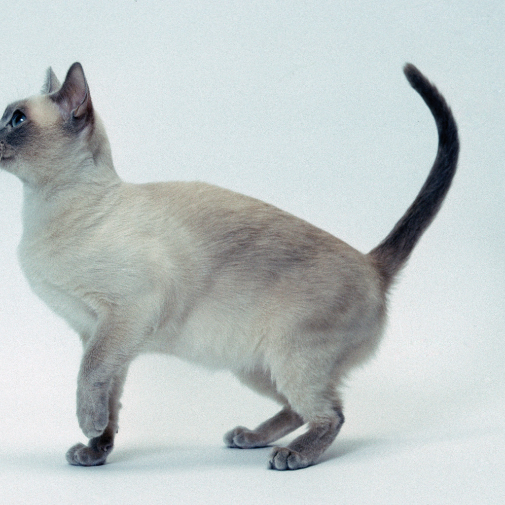 Котенок тонкинской кошки