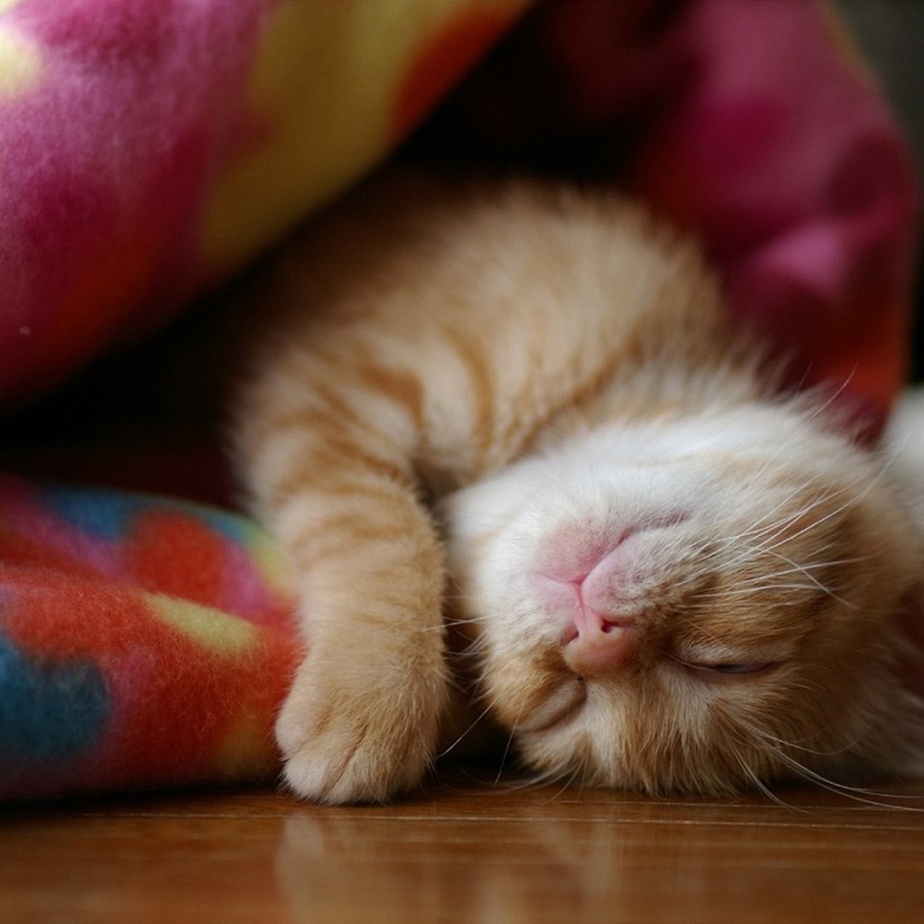 Котенок спит в одеяле