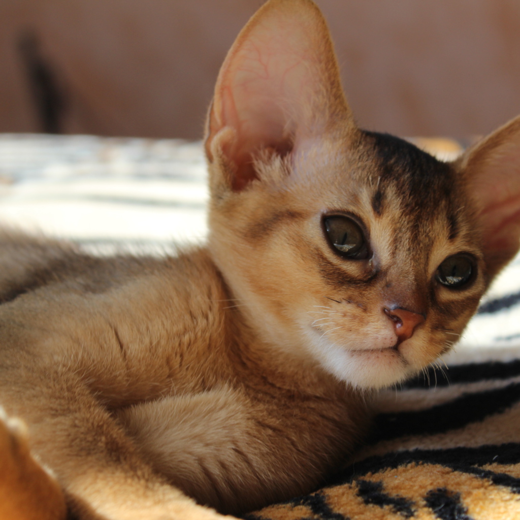 Котенок породы абиссинская кошка