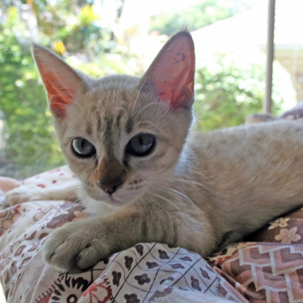 Котенок породы австралийский мист